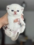 Британски котета, снимка 2
