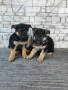 Немски овчарки , снимка 6