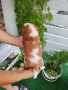 кавалер кинг чарлз шпаньол, снимка 2