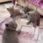Британски късокосмести котенца!, снимка 1