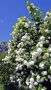 Калина, Картоп, Viburnum opulus ‘Roseum’, снимка 1
