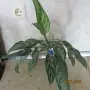 стайно цвете аглаонема , снимка 3
