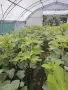 Смокини с плодове на тях в 2 литра контейнер с прекрасна коренова система., снимка 1