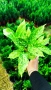 Аукуба Японика (Aucuba jap. Crotonifolia), снимка 8