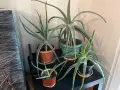 Продавам Алое Вера (Aloe Vera) , снимка 1