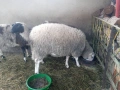Продавам коч , снимка 3
