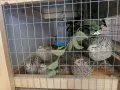 Пъдпъдъчи яйца за консумация или инкубация, снимка 8