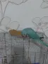 Продавам ръчно хранен Малък Александър от 2026 г., снимка 12