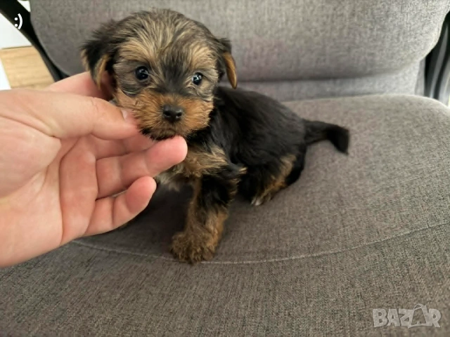 Йоркширски териер Актуално от 30.04.2026