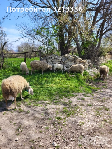 Овце и агнета порода аваси