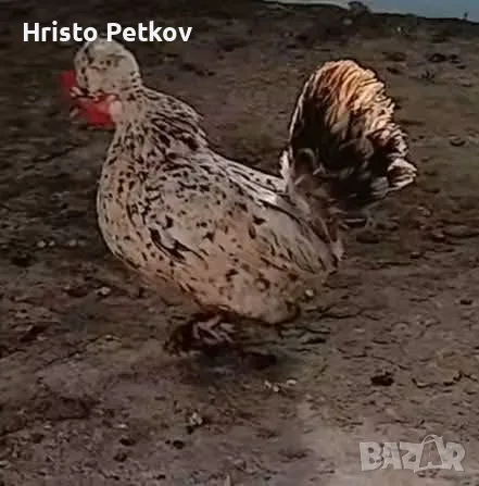 Продавам Бреговски Джинки  Чифтове и Петлета , снимка 10 - Кокошки и пуйки - 55311328