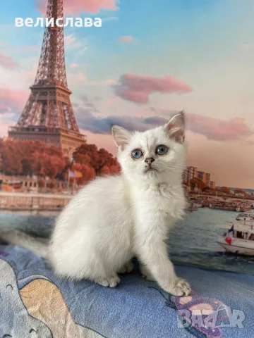 британски котенца