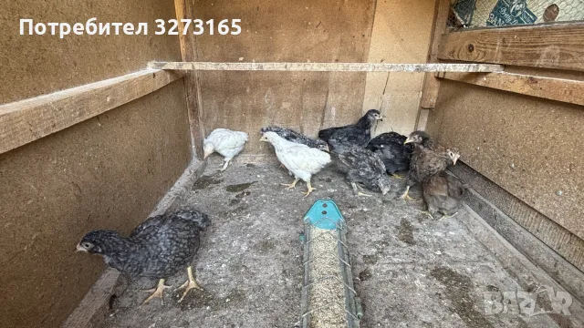 Пилета великденска носачка 