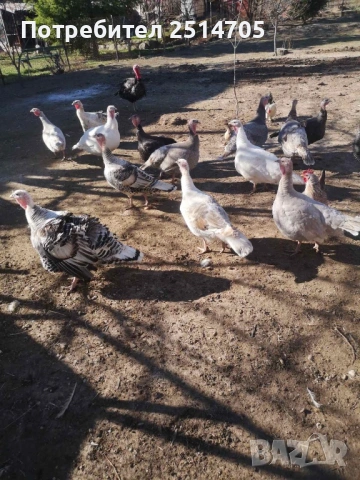 Оплодени пуешки яйца за люпене