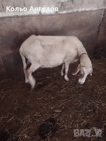 Продавам овца за клане, снимка 3 - Овце - 55332878