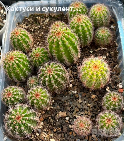 Кактус Trichocereus Hybrid оранжев цвят, снимка 2 - Градински цветя и растения - 55582289