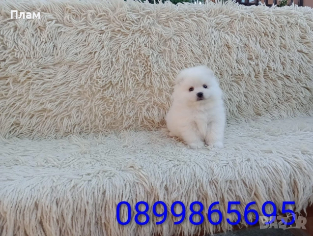 Померани. Реални снимки!!!, снимка 7 - Померан - 54036819