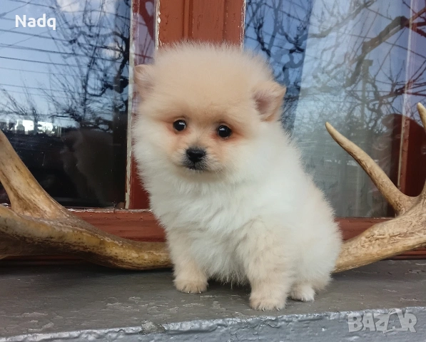 Померан , снимка 3 - Померан - 53987522