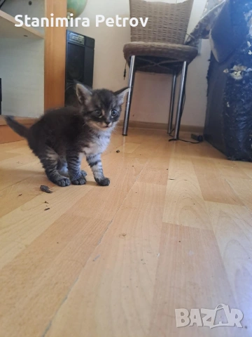 Ангорски котки, снимка 3 - Ангорски - 54660407