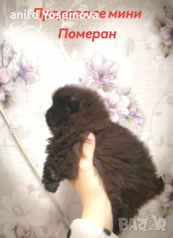 Продава се мини Померан, снимка 2 - Померан - 53955913