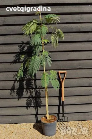 Albizia julibrissin, снимка 2 - Градински цветя и растения - 55405745