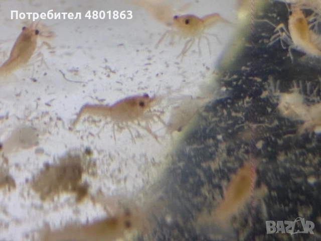 Бебета рачета Procambarus Alleni, снимка 6 - Рибки - 54671554
