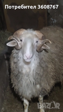 Продавам млад коч в село Узунджово, снимка 2 - Овце - 54308001