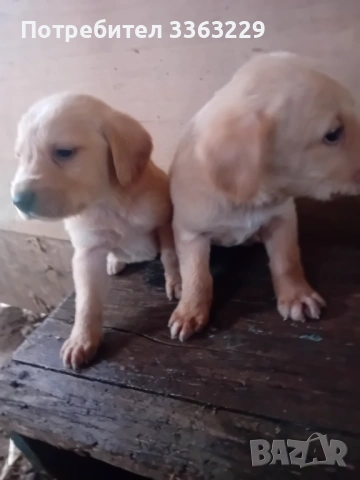 Продавам кокерчета , снимка 6 - Кокер шпаньол - 54271256