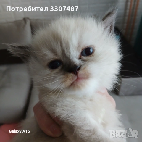 Коте Регдол, снимка 5 - Други - 54607291