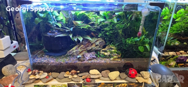 Продавам 25 литров аквариум с рибките,скариди и др., снимка 5 - Аквариуми - 54128694