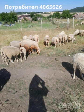 Продавам овце  