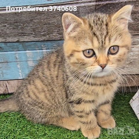 Британско коте. Чистокръвни британски котета 