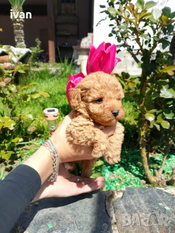 Пудели мини 