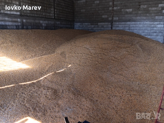 Продавам царевица