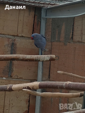 Малък Александър , снимка 2 - Папагали - 54121231