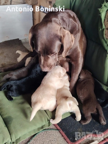 Лабрадорчета 