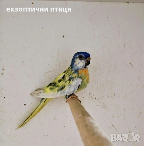 Продавам двойка Неофеми , снимка 3 - Папагали - 54414416