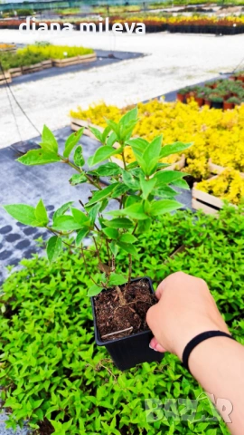 Хортензия метличеста „Полярна мечка“, Hydrangea paniculata 'Polar Bear', снимка 9 - Градински цветя и растения - 54609683