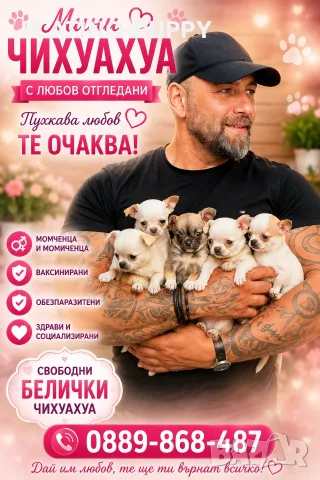 Чихуахуа Бебета 