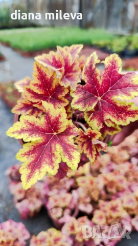 Хойхера Stoplight, студоустойчива, за сянка, снимка 5 - Градински цветя и растения - 52507064