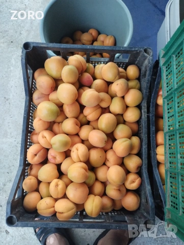 Продавам кайсии за компот , снимка 2 - Домашни продукти - 55206926