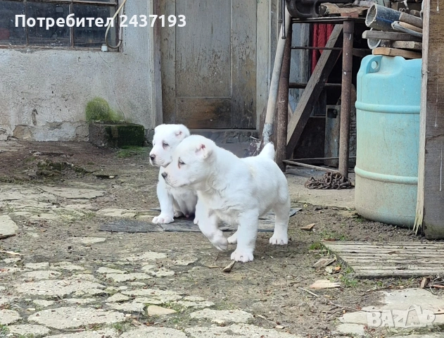 Алабай (Средно Азиатска Овчарка ), снимка 5 - Алабай - 54035161