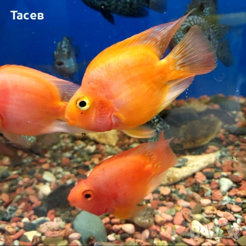 Червен папагал 7см