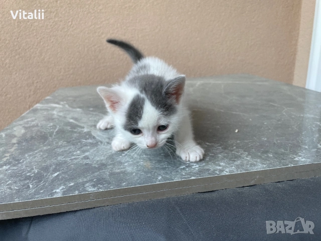 Котенца, снимка 6 - Други - 54729874