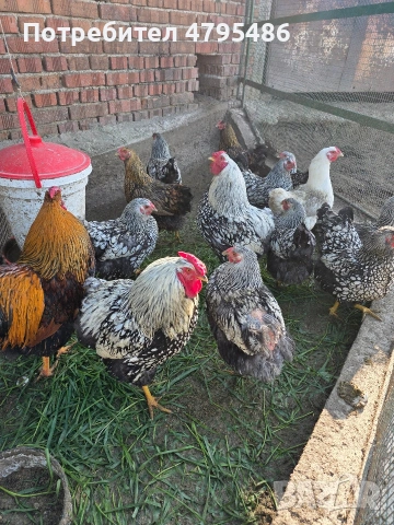 Продавам оплодени яйца от Сребърен и Златен Виандот, снимка 2 - Кокошки и пуйки - 54178985