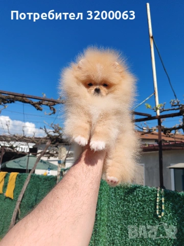 Померан мини размер мъжко.