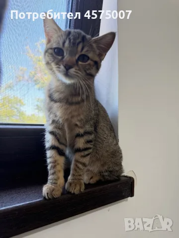 Продавам тигрово коте на 3 месеца