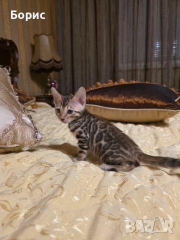 Бенгалска котка