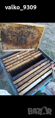 Пчелни семейства 12р, снимка 4 - Други животни - 54324427