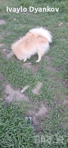 Померанче , снимка 6 - Немски шпиц - 54114667